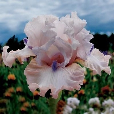 Power Point (Johnson, 2005)